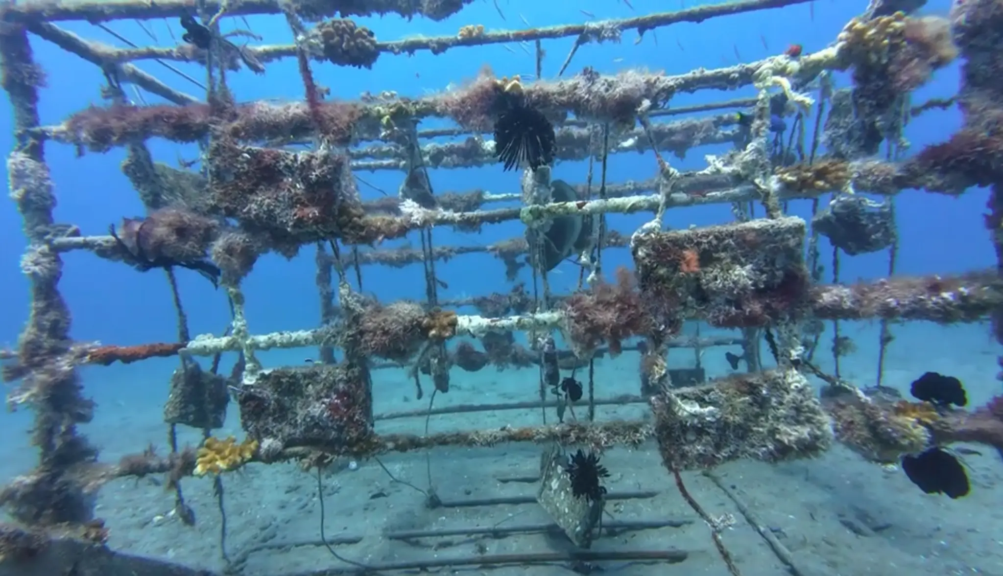 After — thriving reef ecosystem at 3 months